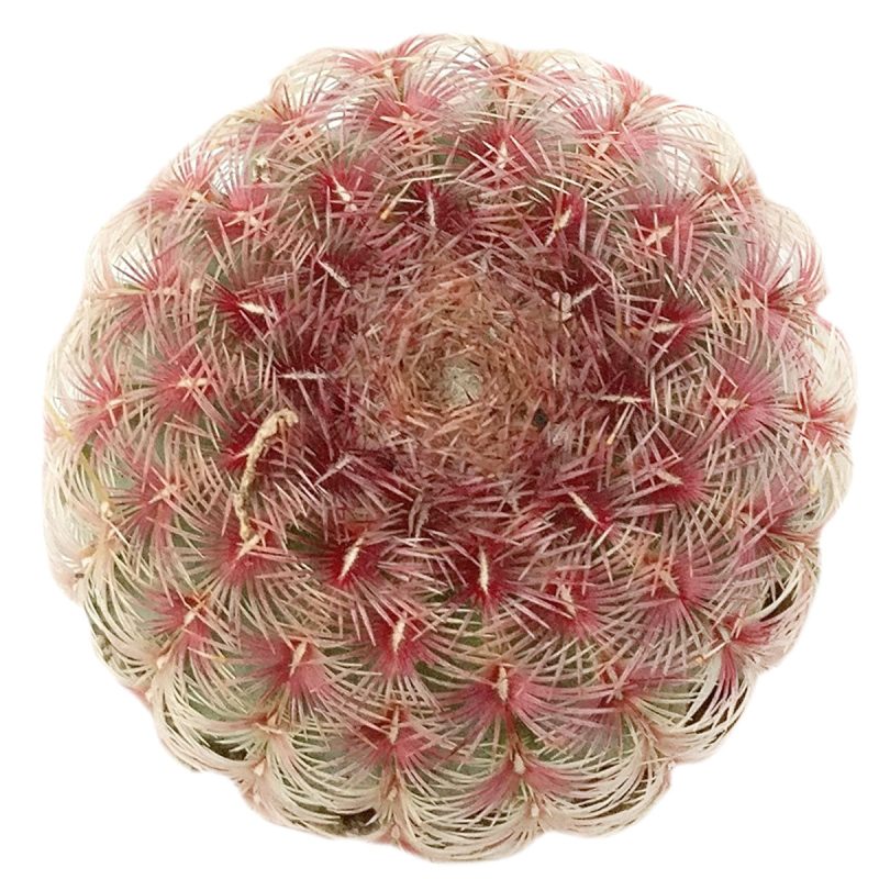 rainbow hedgehog cactus for sale, hedgehog cactus for sale, cactus with pink flower, pink cactus flower, cactus succulent for sale, echinocereus, pink cactus (plant), hedgehog cactus flowe, lace hedgehog cactus, colorful cactus, buy rare cactus succulent