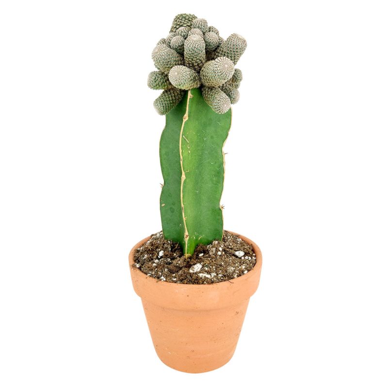 Rebutia Condorensis Cactus for sale, How to care for Rebutia Condorensis Cactus, Rebutia Condorensis Cactus Care Guide, Rebutia Condorensis Rare Cactus Plant, Succulent Gift Decor Ideas, cactus, cactus succulent, succulent cactus, cacti, cactus and succulents, succulents box, succulent shop, buy succulents online