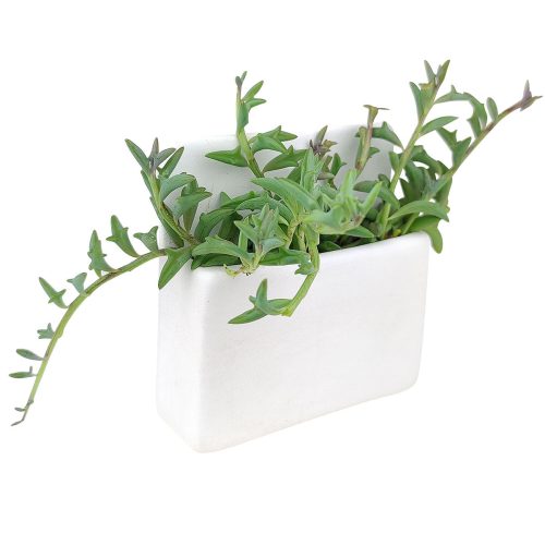 Rectanglehangingplanter