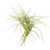 Tillandsia Recurvata Clump air plant for sale, unique gift decor ideas, air plant subscription delivery monthly, Tillandsia Recurvata Clump with air plant care guide, Ball Moss air plant