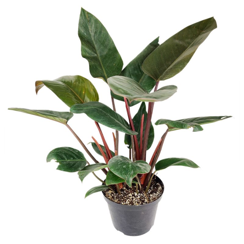 RedCongoPhilodendron 8 45 3