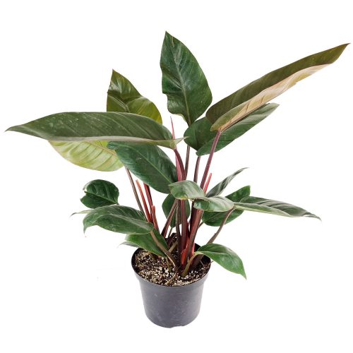 RedCongoPhilodendron 8 45 4