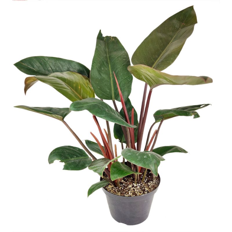 RedCongoPhilodendron 8 45 5