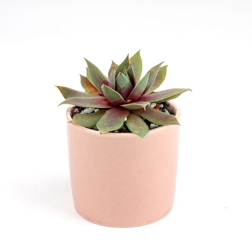 Sempervivum Red Lion for sale, succulent care guide, succulent plant, Succulents shop near me, how to grow succulents, cactus, Succulents, monthly succulents, succulent care, Sempervivum Red Lion in California, How to grow Sempervivum Red Lion, indoor succulents