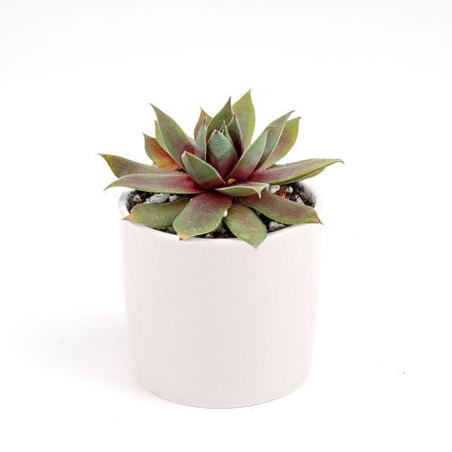 Sempervivum Red Lion for sale, succulent care guide, succulent plant, Succulents shop near me, how to grow succulents, cactus, Succulents, monthly succulents, succulent care, Sempervivum Red Lion in California, How to grow Sempervivum Red Lion, indoor succulents