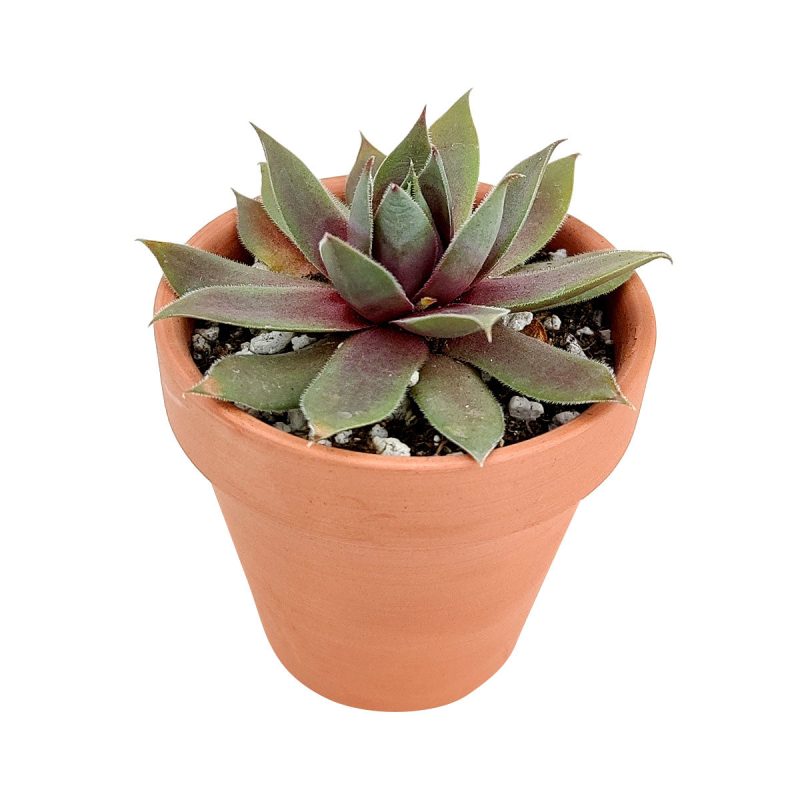 Sempervivum Red Lion for sale, succulent care guide, succulent plant, Succulents shop near me, how to grow succulents, cactus, Succulents, monthly succulents, succulent care, Sempervivum Red Lion in California, How to grow Sempervivum Red Lion, indoor succulents