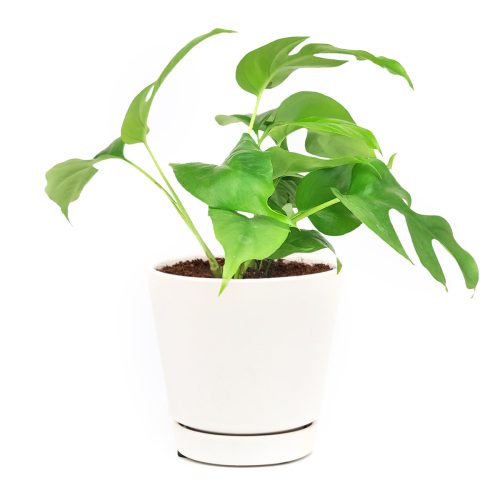 mini Monstera, plant with fenestrated leaves, Rhaphidophora Tetrasperma, Monstera Minima, Philodendron Piccolo, easy care air-purifying plant for homes and offices