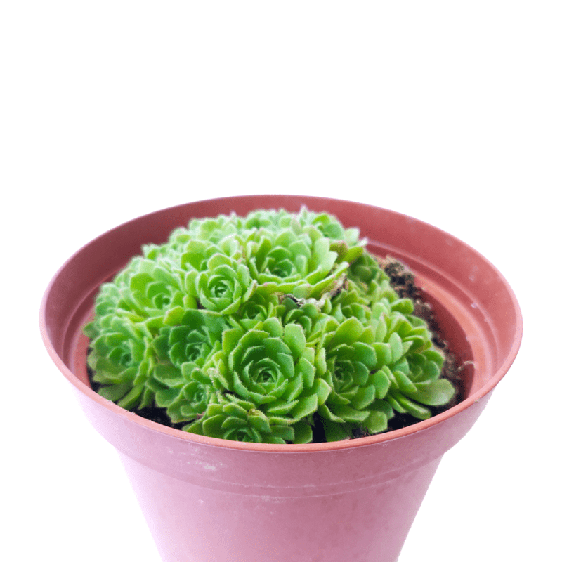 Rosularia Platyphylla Live Succulent Plant, Jade Plant, Jade Sempervivum, Sempervivum Hens and Chicks Succulent, Buy Succulents Online, Succulents Store in California, Types of Succulents, Succulents for Sale, Succulents Gift for Any Occasion, Succulents Home Decor, Succulents Subscription Box for Sale, rare succulents, rare succulents for sale, unique succulents, buy succulents online, rare succulent, succulent shop, unusual succulents, succulent store, succulents online