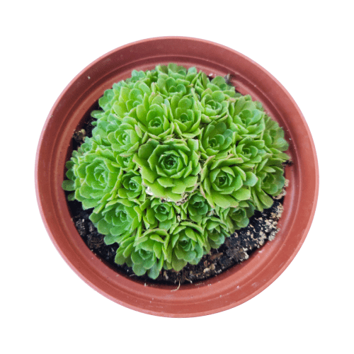 Rosularia platyphylla 4 jpg