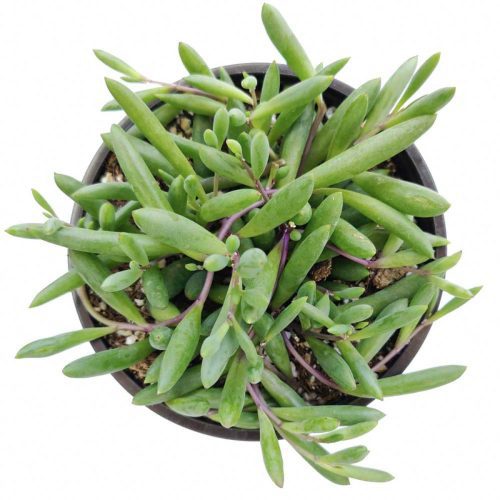 Ruby Necklace Succulent for sale, cactus, succulent plant, monthly succulents, indoor succulents, succulent care guide, how to grow succulents, Succulents shop near me, succulent subscription, Ruby Necklace Succulent in California, How to grow Ruby Necklace Succulent