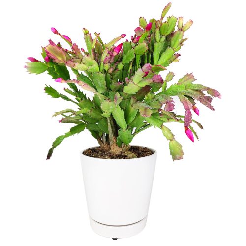 christmas cactus for sale, christmas cactus where to buy, buy 2 inch/ 4 inch/ 6 inch christmas cactus online, christmas cactus blooming for sale in California USA, Schlumbergera, Holiday Cactus, Thanksgiving Cactus, Easter Cactus, Live Christmas Cactus, Christmas Cactus Plant, Christmas Cactus Flowers, Buy Christmas Cactus Online, Christmas Cactus Gift, Christmas Cactus Decor, Christmas Cactus Care