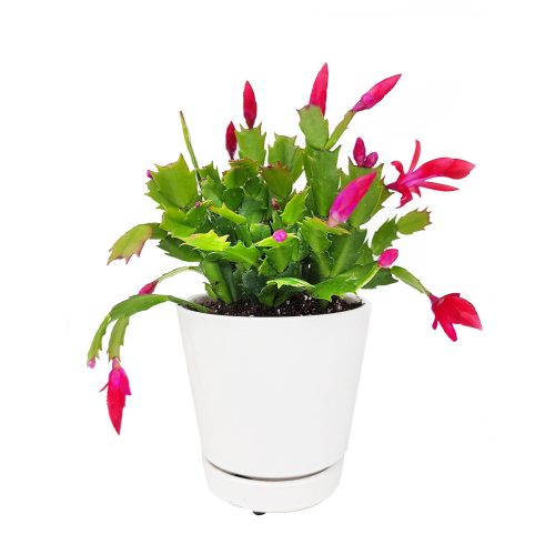 christmas cactus for sale, christmas cactus where to buy, buy 2 inch/ 4 inch/ 6 inch christmas cactus online, christmas cactus blooming for sale in California USA, Schlumbergera, Holiday Cactus, Thanksgiving Cactus, Easter Cactus, Live Christmas Cactus, Christmas Cactus Plant, Christmas Cactus Flowers, Buy Christmas Cactus Online, Christmas Cactus Gift, Christmas Cactus Decor, Christmas Cactus Care