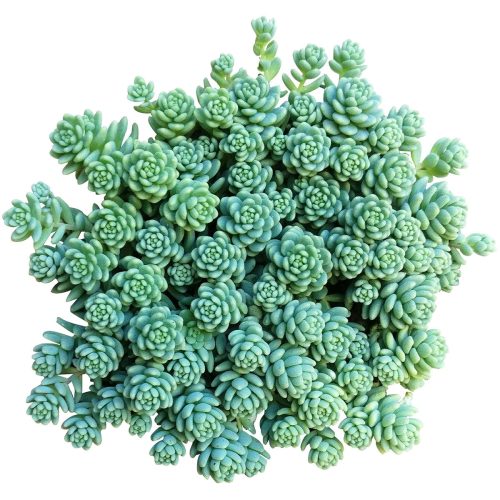 SEDUM MAJOR