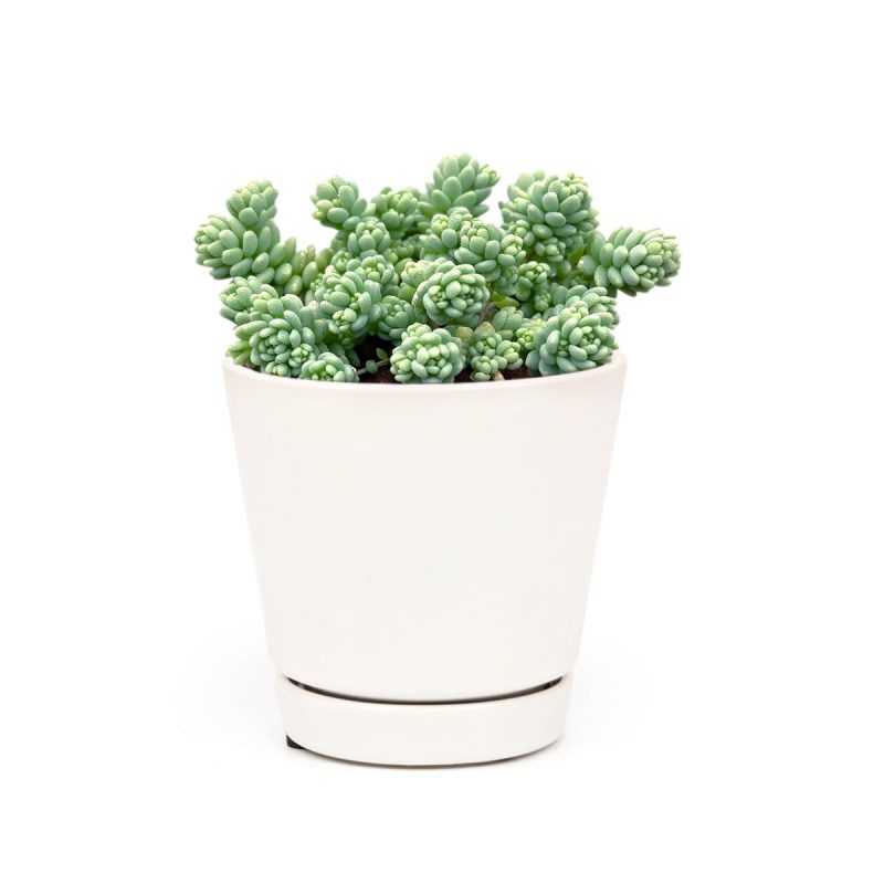 sedum dasyphyllum major, corsican stonecrop, succulent care tips, indoor succulents, succulent care, succulents shop in California, Rare succulents, succulents garden, succulent care guide, succulent plant, sedum dasyphyllum major in California, How to grow sedum dasyphyllum major