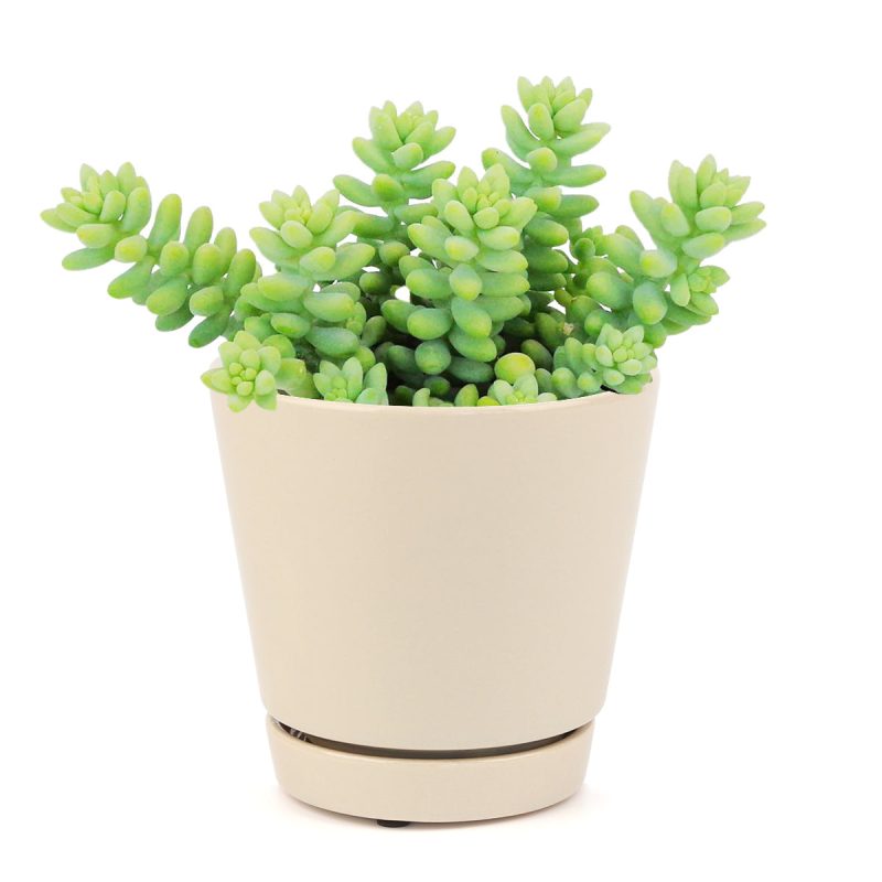 SEDUMDONKEY STAILSUCCULENT1