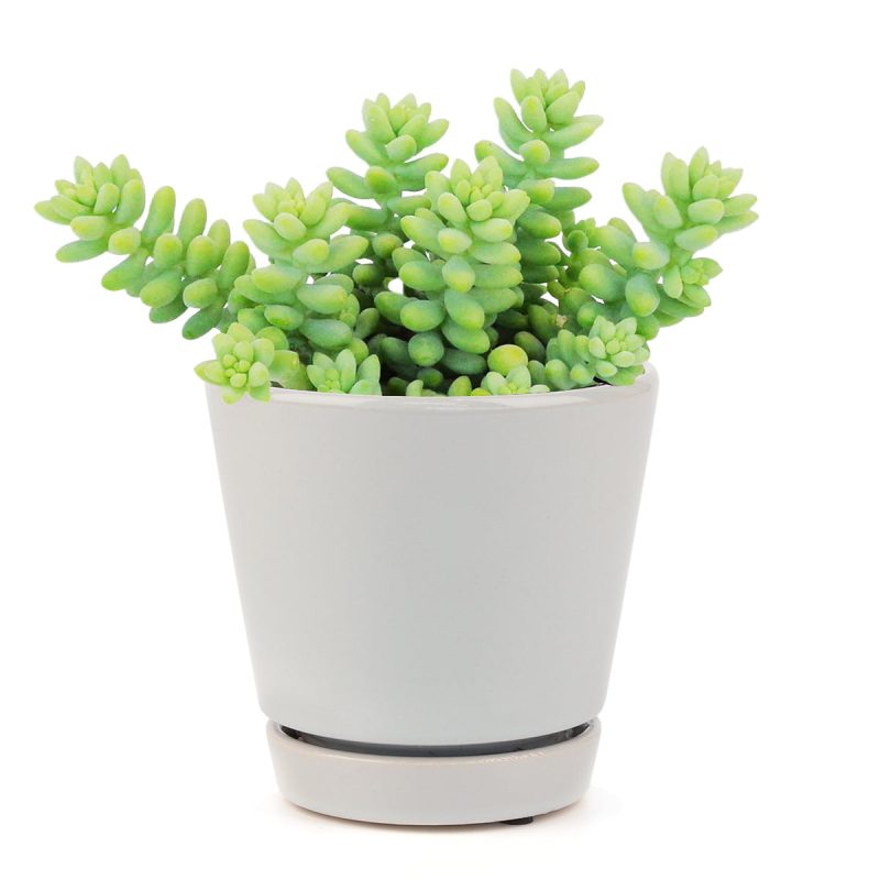 SEDUMDONKEY STAILSUCCULENT2