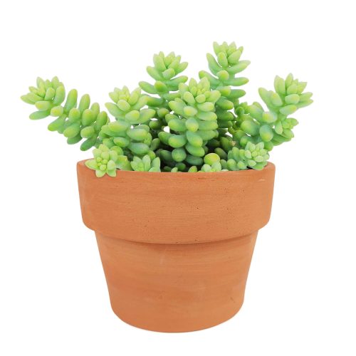 succulents store in CA, indoor succulents, sedum donkey's tail in California, How to grow sedum donkey's tail, Indoor Succulents