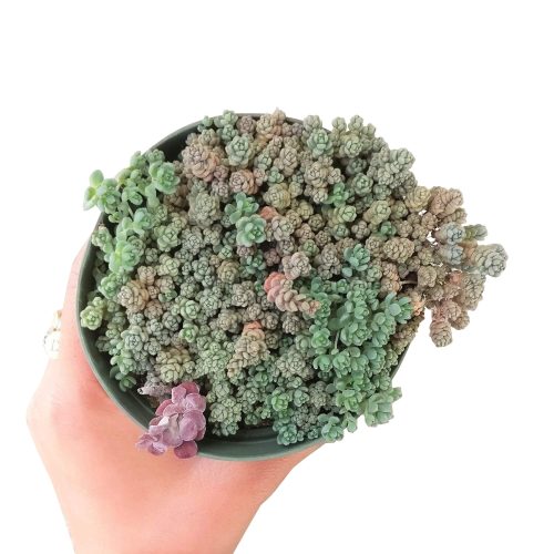 sedum dasyphyllum, fuzzy wuzzy sedum, Succulents shop near me, succulent care tips, indoor succulents, how to grow succulents, succulents store in CA, succulents shop in California, Succulents, succulent plant, sedum dasyphyllum in California, How to grow sedum dasyphyllum