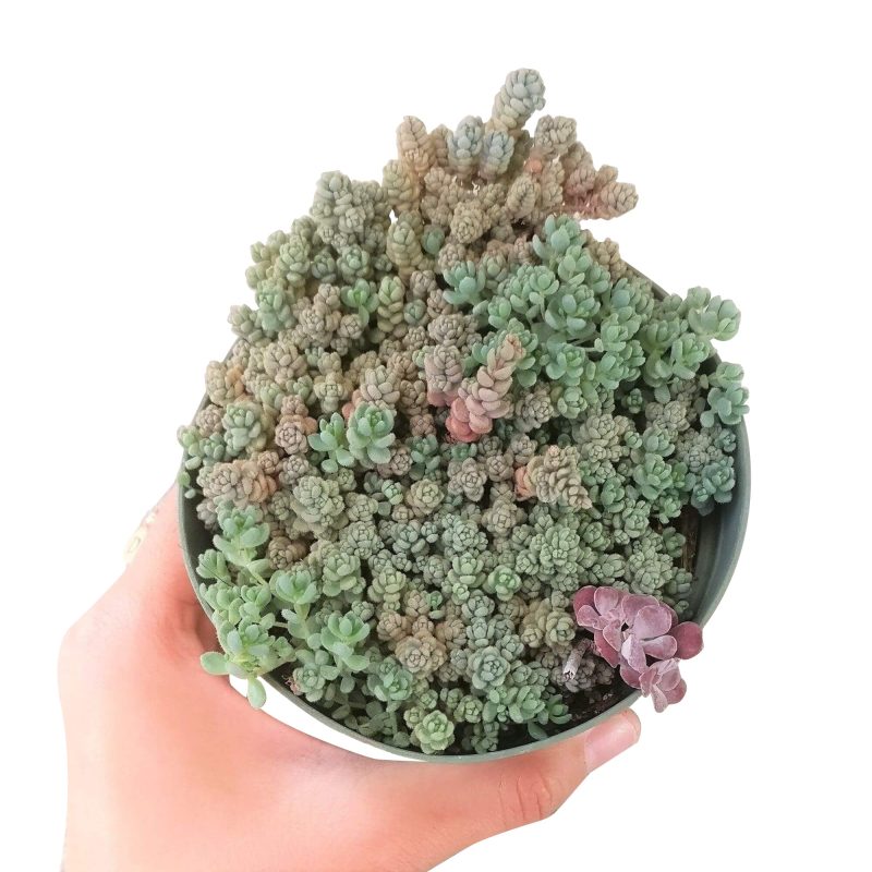 SEDUMFUZZYWUZZYSUCCULENT1