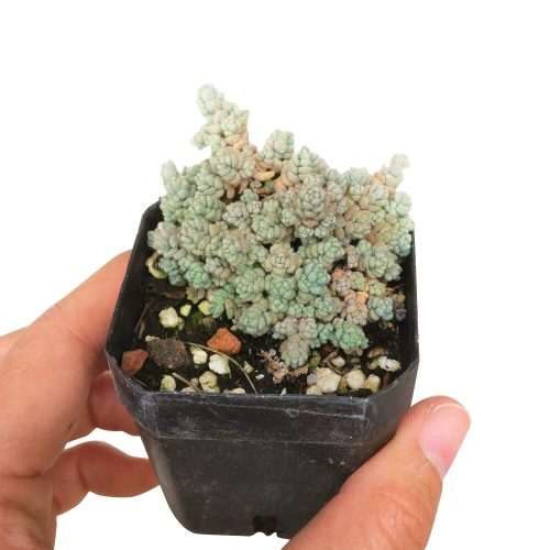 sedum dasyphyllum, fuzzy wuzzy sedum, Succulents shop near me, succulent care tips, indoor succulents, how to grow succulents, succulents store in CA, succulents shop in California, Succulents, succulent plant, sedum dasyphyllum in California, How to grow sedum dasyphyllum