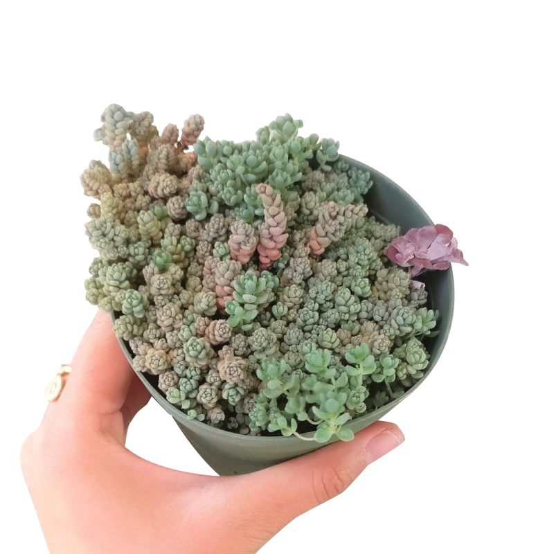 sedum dasyphyllum, fuzzy wuzzy sedum, Succulents shop near me, succulent care tips, indoor succulents, how to grow succulents, succulents store in CA, succulents shop in California, Succulents, succulent plant, sedum dasyphyllum in California, How to grow sedum dasyphyllum