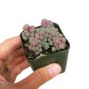 sedum hispanicum, spanish stonecrop, Succulents, Rare succulents, cactus, indoor succulents, succulents store in CA, succulents shop in California, succulent care guide, succulents garden, sedum hispanicum in California, How to grow sedum hispanicum