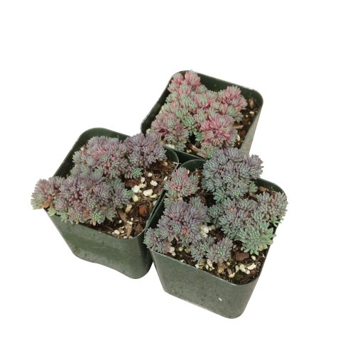 SEDUMHISPANICUMSUCCULENT1