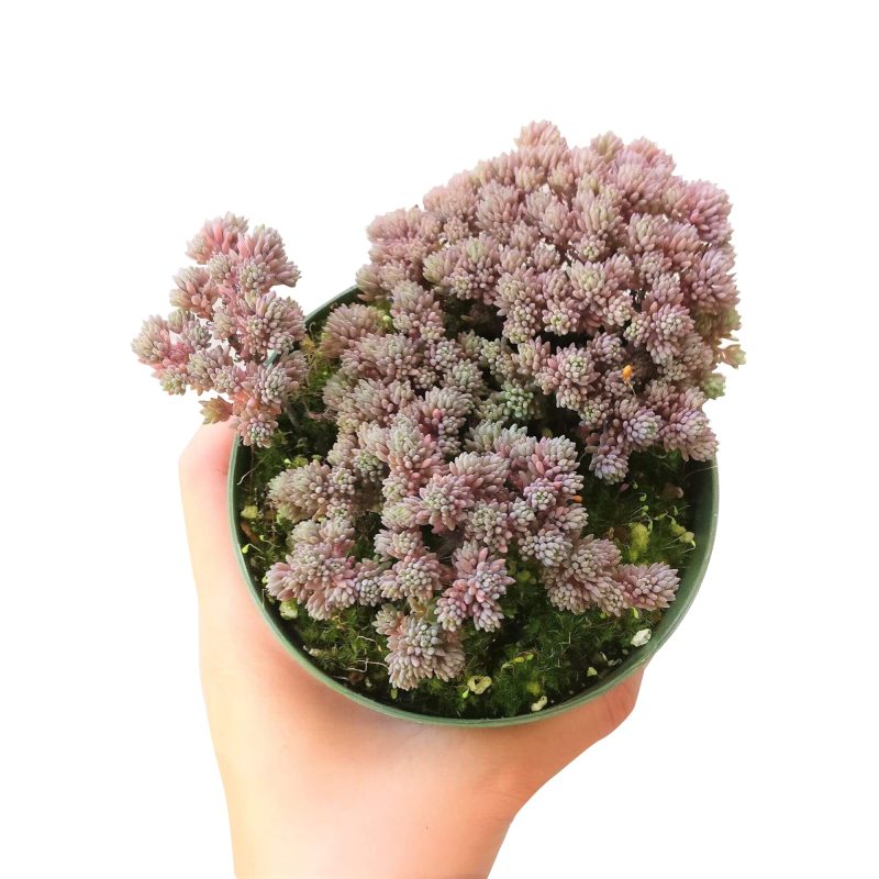 sedum hispanicum, spanish stonecrop, Succulents, Rare succulents, cactus, indoor succulents, succulents store in CA, succulents shop in California, succulent care guide, succulents garden, sedum hispanicum in California, How to grow sedum hispanicum