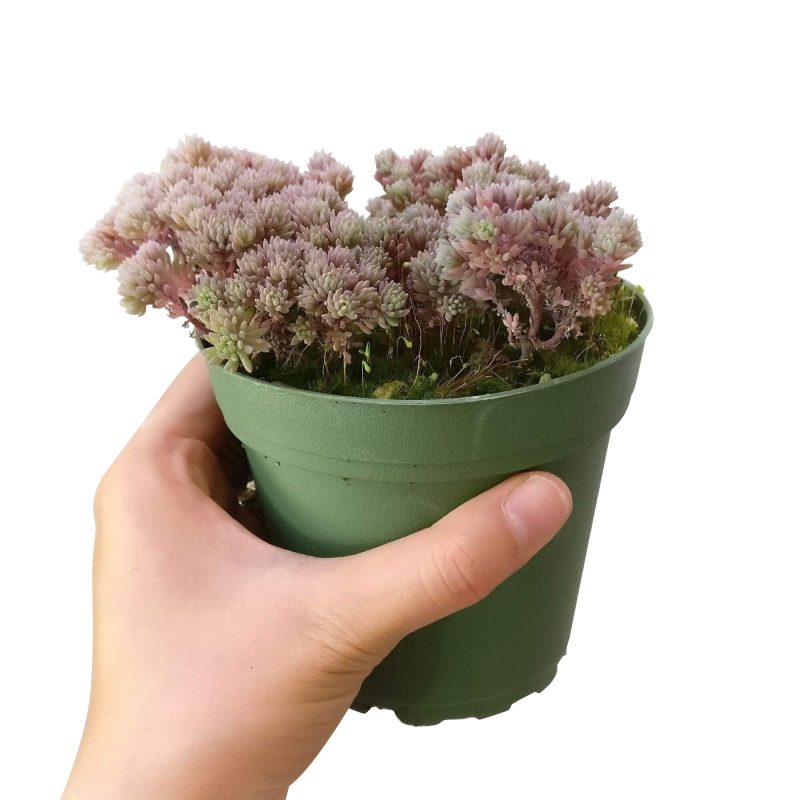 SEDUMHISPANICUMSUCCULENT4