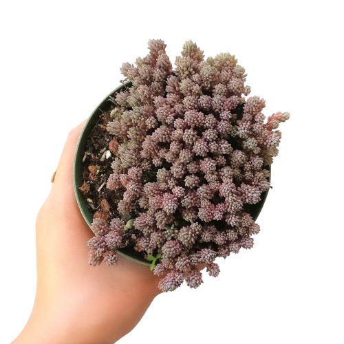 sedum hispanicum, spanish stonecrop, Succulents, Rare succulents, cactus, indoor succulents, succulents store in CA, succulents shop in California, succulent care guide, succulents garden, sedum hispanicum in California, How to grow sedum hispanicum