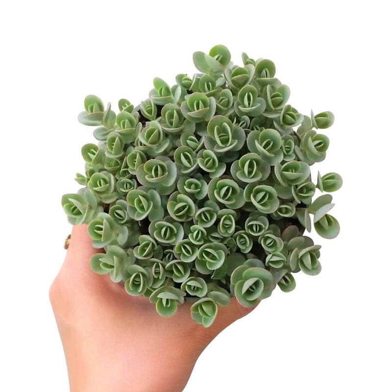 sedum lime zinger, sedum sunsparkler, monthly succulents, succulent care guide, succulents shop in California, succulent care tips, succulents garden, Rare succulents, how to grow succulents, indoor succulents, sedum lime zinger in California, How to grow sedum lime zinger