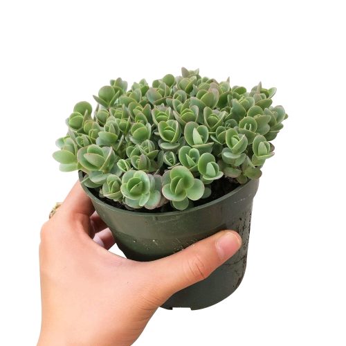 sedum lime zinger, sedum sunsparkler, monthly succulents, succulent care guide, succulents shop in California, succulent care tips, succulents garden, Rare succulents, how to grow succulents, indoor succulents, sedum lime zinger in California, How to grow sedum lime zinger