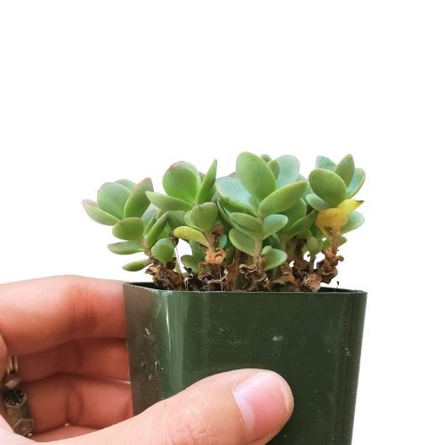 sedum lime zinger, sedum sunsparkler, monthly succulents, succulent care guide, succulents shop in California, succulent care tips, succulents garden, Rare succulents, how to grow succulents, indoor succulents, sedum lime zinger in California, How to grow sedum lime zinger