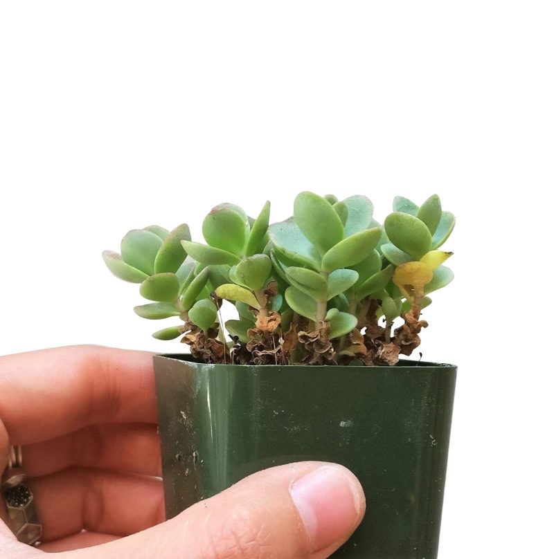 sedum lime zinger, sedum sunsparkler, monthly succulents, succulent care guide, succulents shop in California, succulent care tips, succulents garden, Rare succulents, how to grow succulents, indoor succulents, sedum lime zinger in California, How to grow sedum lime zinger