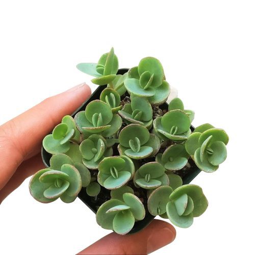 sedum lime zinger, sedum sunsparkler, monthly succulents, succulent care guide, succulents shop in California, succulent care tips, succulents garden, Rare succulents, how to grow succulents, indoor succulents, sedum lime zinger in California, How to grow sedum lime zinger