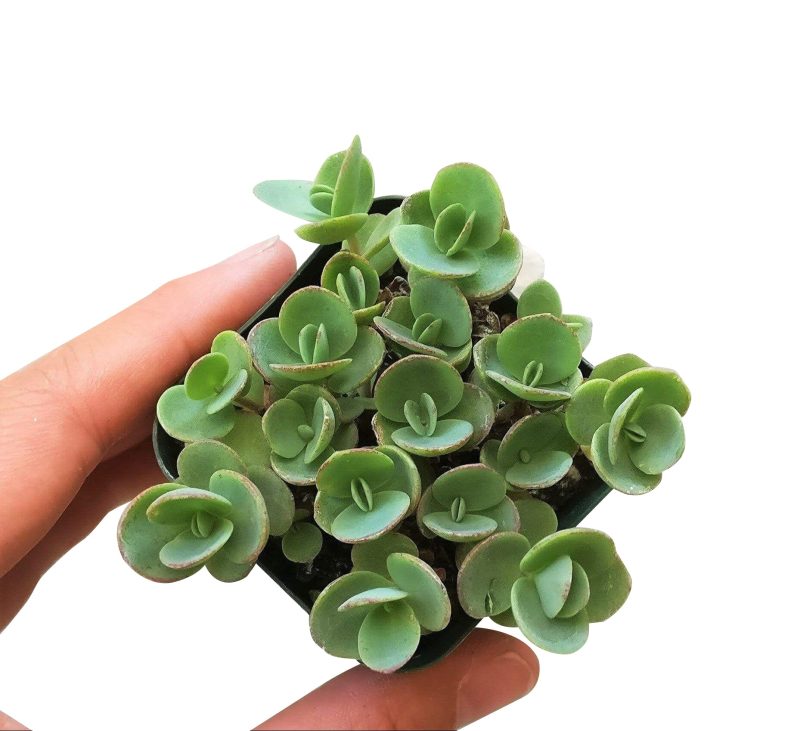 sedum lime zinger, sedum sunsparkler, monthly succulents, succulent care guide, succulents shop in California, succulent care tips, succulents garden, Rare succulents, how to grow succulents, indoor succulents, sedum lime zinger in California, How to grow sedum lime zinger