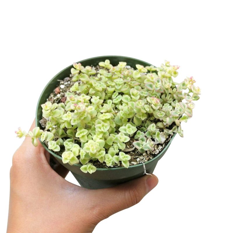 sedum little missy, little missy sedum, succulent care tips, succulent care, Succulents shop near me, indoor succulents, succulent care guide, how to grow succulents, cactus, succulents garden, sedum little missy in California, How to grow sedum little missy