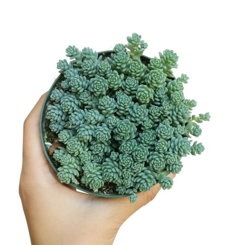 SEDUMMAJORSUCCULENT