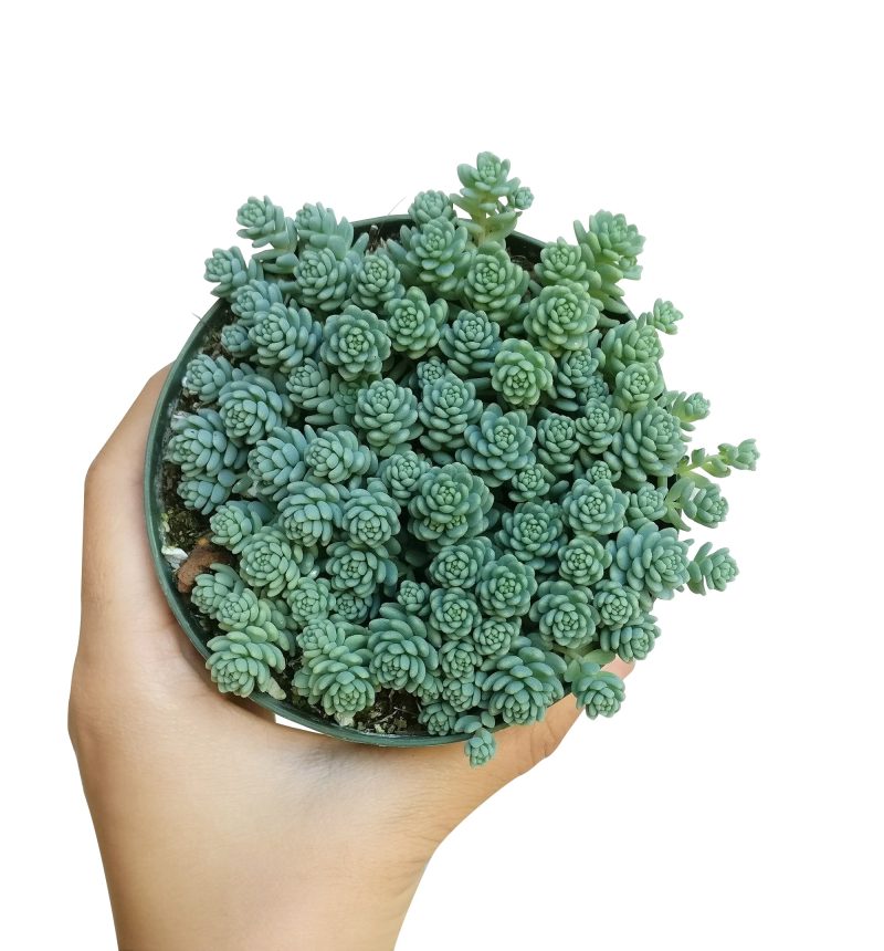 SEDUMMAJORSUCCULENT