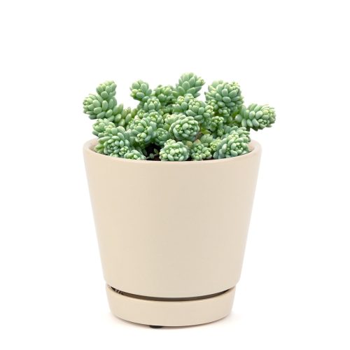 SEDUMMAJORSUCCULENT2 93d6dcb4 1485 4db3 849c ccc7a6a4519c