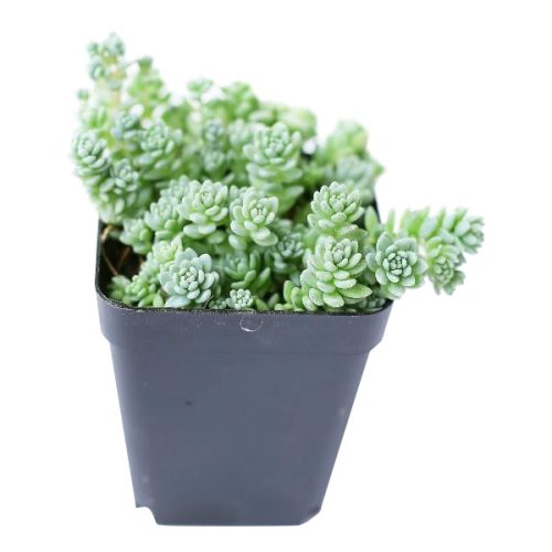 sedum dasyphyllum major, corsican stonecrop, succulent care tips, indoor succulents, succulent care, succulents shop in California, Rare succulents, succulents garden, succulent care guide, succulent plant, sedum dasyphyllum major in California, How to grow sedum dasyphyllum major