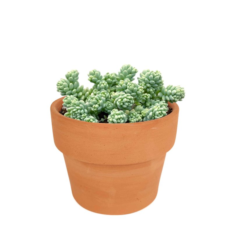 succulent care guide, succulent plant, sedum dasyphyllum major in California, How to grow sedum dasyphyllum major