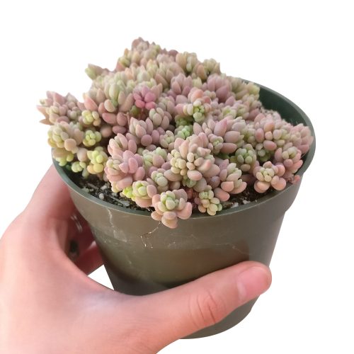 SEDUMMINORSUCCULENT