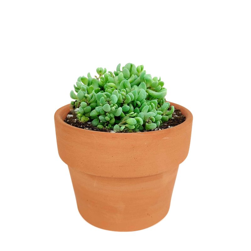 Corsican Stonecrop care, how to grow succulents, succulents shop in California, cactus, Rare succulents