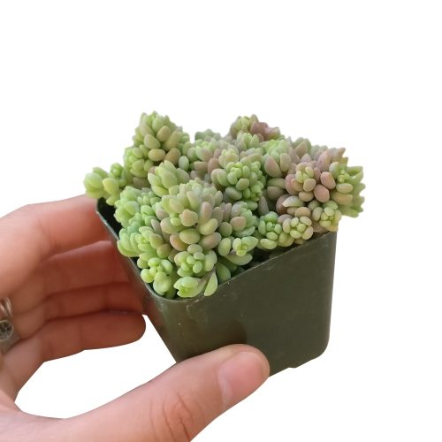 SEDUMMINORSUCCULENT3