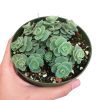 Sedum Sieboldii for sale, monthly succulents, Succulents, succulents store in CA, cactus, succulents shop in California, indoor succulents, succulent care tips, succulent plant, Sedum Sieboldii in California, How to grow Sedum Sieboldii