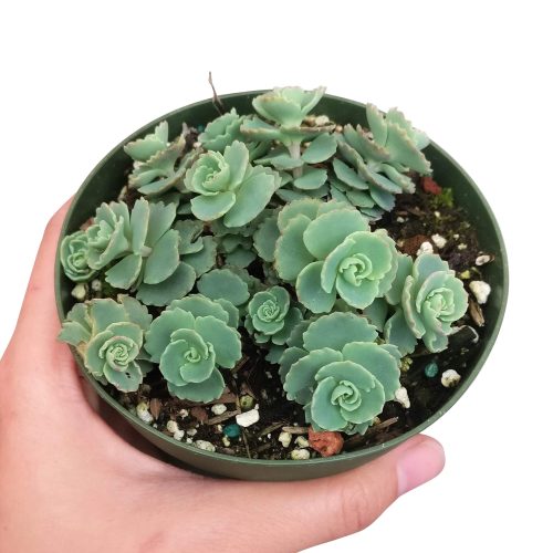 Sedum Sieboldii for sale, monthly succulents, Succulents, succulents store in CA, cactus, succulents shop in California, indoor succulents, succulent care tips, succulent plant, Sedum Sieboldii in California, How to grow Sedum Sieboldii