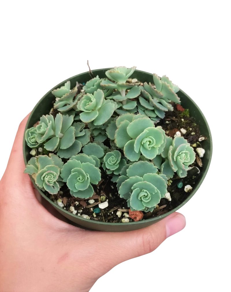 Sedum Sieboldii for sale, monthly succulents, Succulents, succulents store in CA, cactus, succulents shop in California, indoor succulents, succulent care tips, succulent plant, Sedum Sieboldii in California, How to grow Sedum Sieboldii