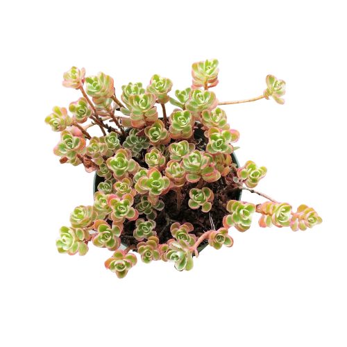 phedimus spurius tricolor, two row stonecrop, succulents garden, succulents store in CA, indoor succulents, succulent plant, Succulents, succulents shop in California, succulent subscription, succulent care tips, sedum tricolor in California, How to grow sedum tricolor