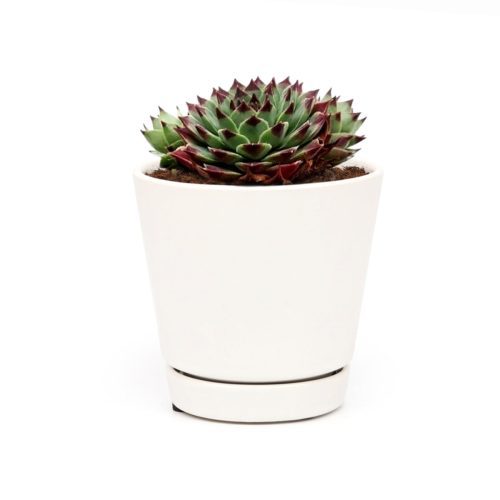 sempervivum calcareum for sale, succulent subscription, succulent plant, how to grow succulents, Succulents, succulents shop in California, succulent care guide, indoor succulents, Succulents shop near me, sempervivum calcareum in California, How to grow sempervivum calcareum, indoor succulents